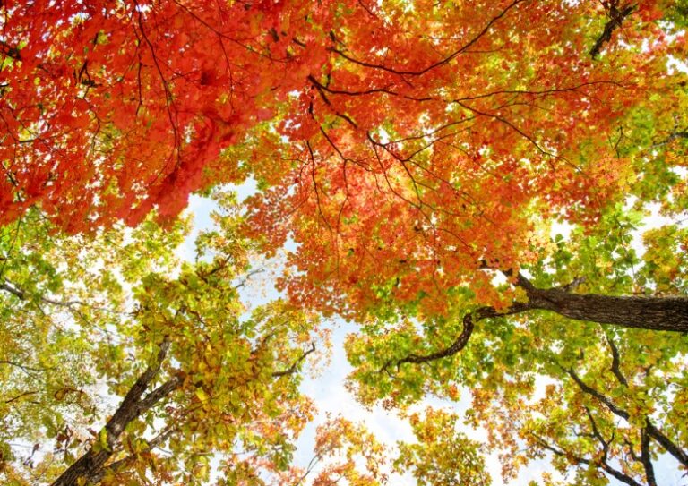 Red Oak vs. White Oak Working with Live Edge Wood