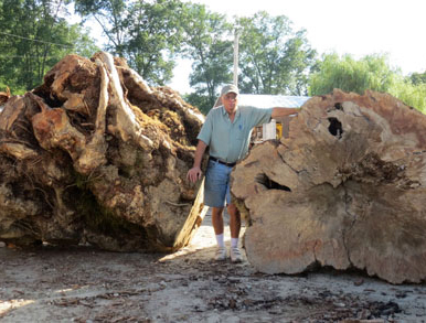 Man outside standing between two very large natural wood burls